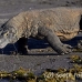 dragon_komodo_hsb_rinca_h_0539_kom2294.jpg